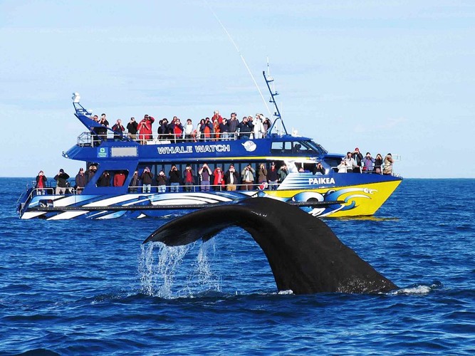 The whale watching season in Sri Lanka