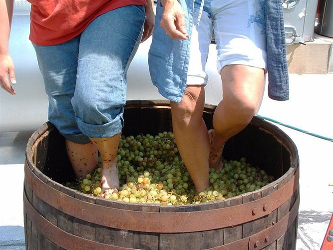 Wine Tour Barefoot Grape Stomping - An Experience To Remember Life Time
