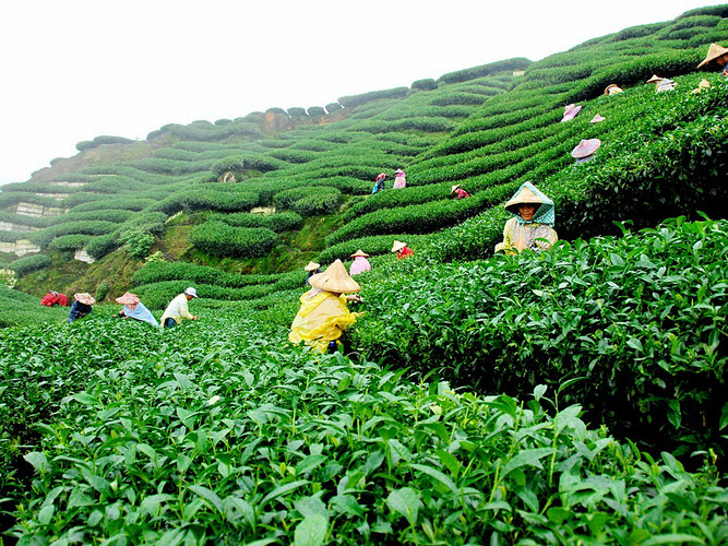 The Famous Assam Tea