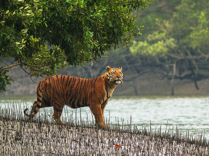 Sundarbans National Park - A UNESCO World Heritage Site