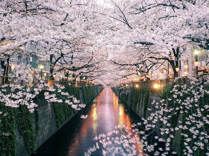 Japan's Cherry Blossoms Are Predicted to Arrive Early This Year