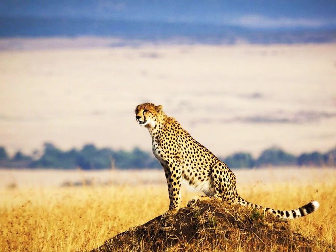 Jewel of Kenya - Masai Mara Game Reserve