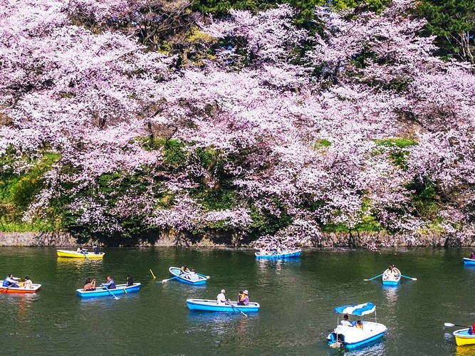 Japan's Cherry Blossoms Are Predicted to Arrive Early This Year
