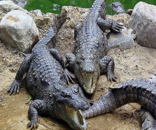 Amo Chhu Crocodile Breeding Centre