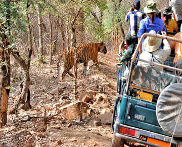 The Royal Safari