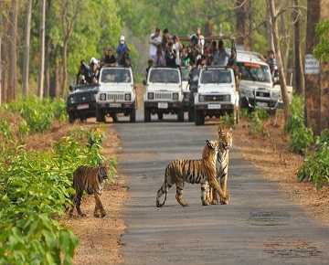 Culture With Wild Safari