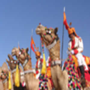 Camel Festival