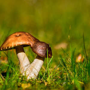 Mashroom(Matsutake) Festival