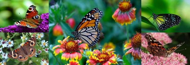 Boracay_Butterfly_Garden_ll_1448516629.jpg