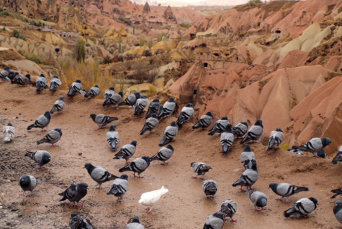 Pigeon-Valley-Cappadocia---.jpg