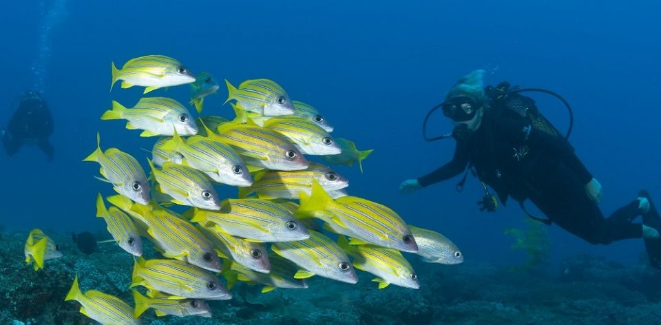 Scuba_Diving_Wilderness_960_472_80auto_s_c1_center_center.jpg