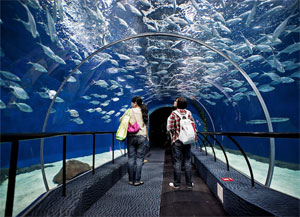 ocean-aquarium-tunnel.jpg