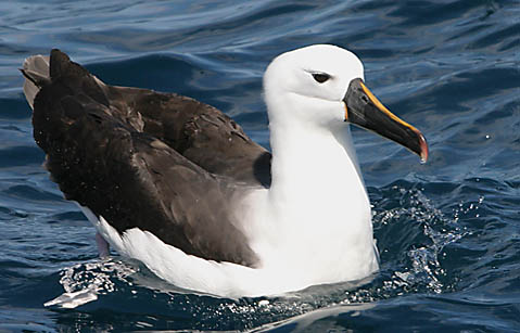 Kaikoura