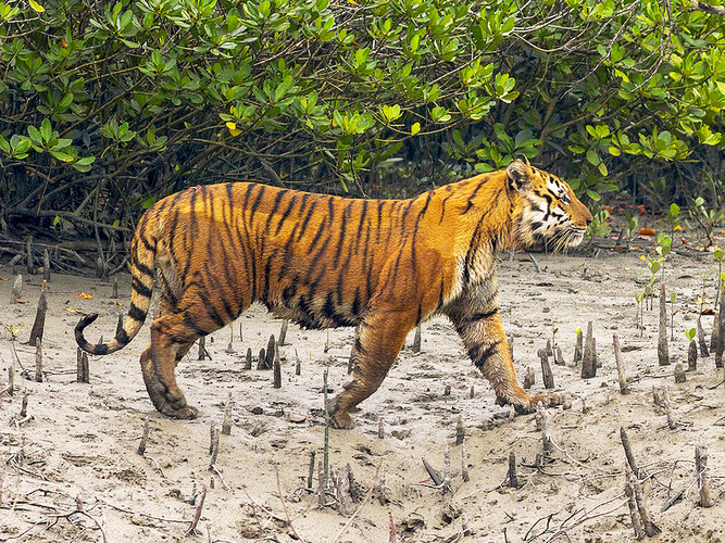 Bonbibi and Dakshin Rai - The protector of Sundarbans