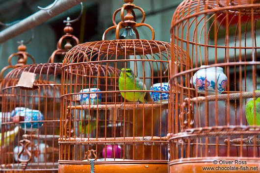 Hong-Kong-bird-market-9046.jpg