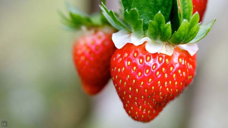 110807GohtongStrawberryFarm1.jpg