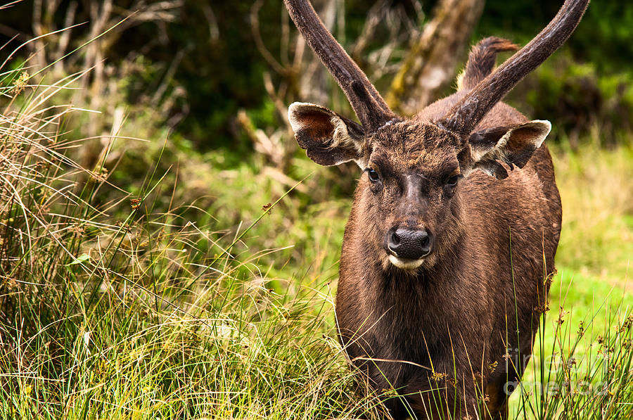 2-sambar-deer-horton-plains-national-park-sri-lanka-jenny-rainbow.jpg