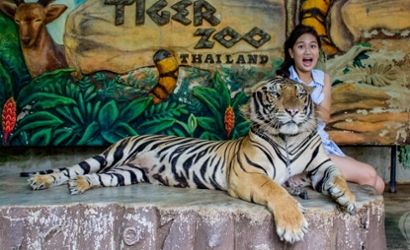 63b0cb57-sriracha-tiger-zoo-pattaya-1.jpg