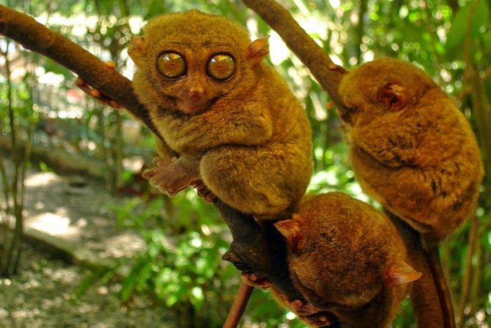 BoholTarsiers.jpg