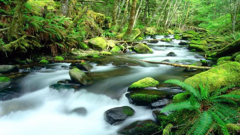 Daintree_Forest.jpg