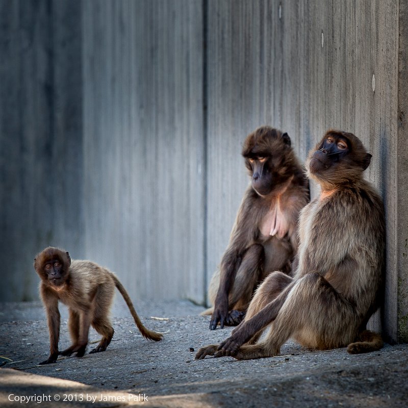 Gelada_Baboons_-_Family_Portrait-1176.jpg