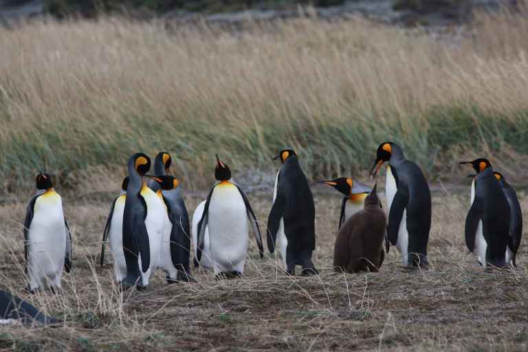 King_Penguins_-_Porvenir.jpg