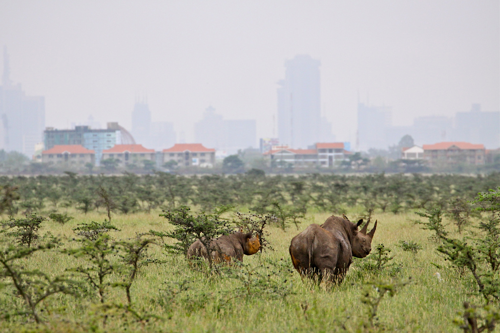 NAIROBI-PARK-RHINO.jpg