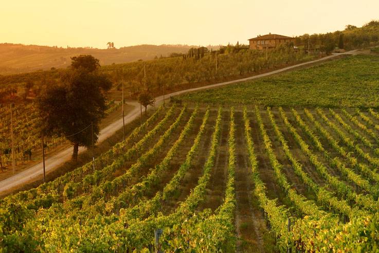 Tuscan_vineyards_at-sunset.jpg