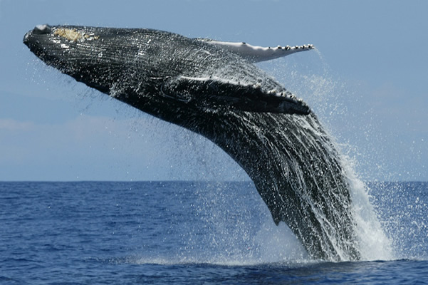 Whale_Watching_In_Sri_Lanka2.jpg