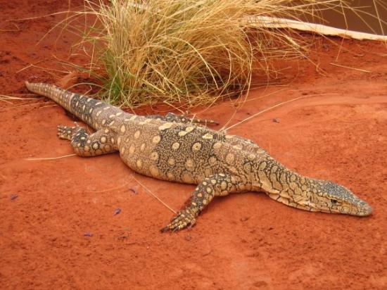 alice-springs-reptile.jpg