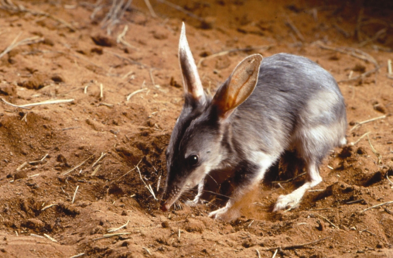 bilby.jpg