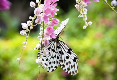 butterfly_garden.jpg