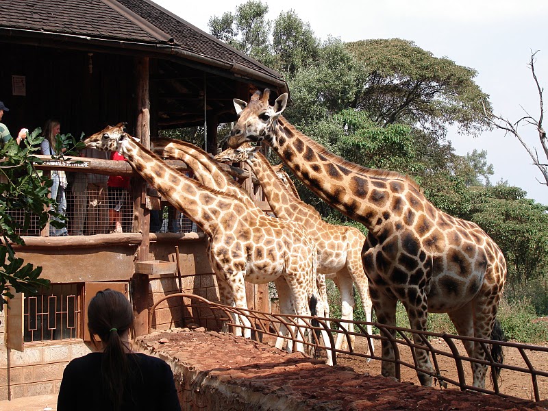 girraffe_centre-kenya-safari-daytour.jpg