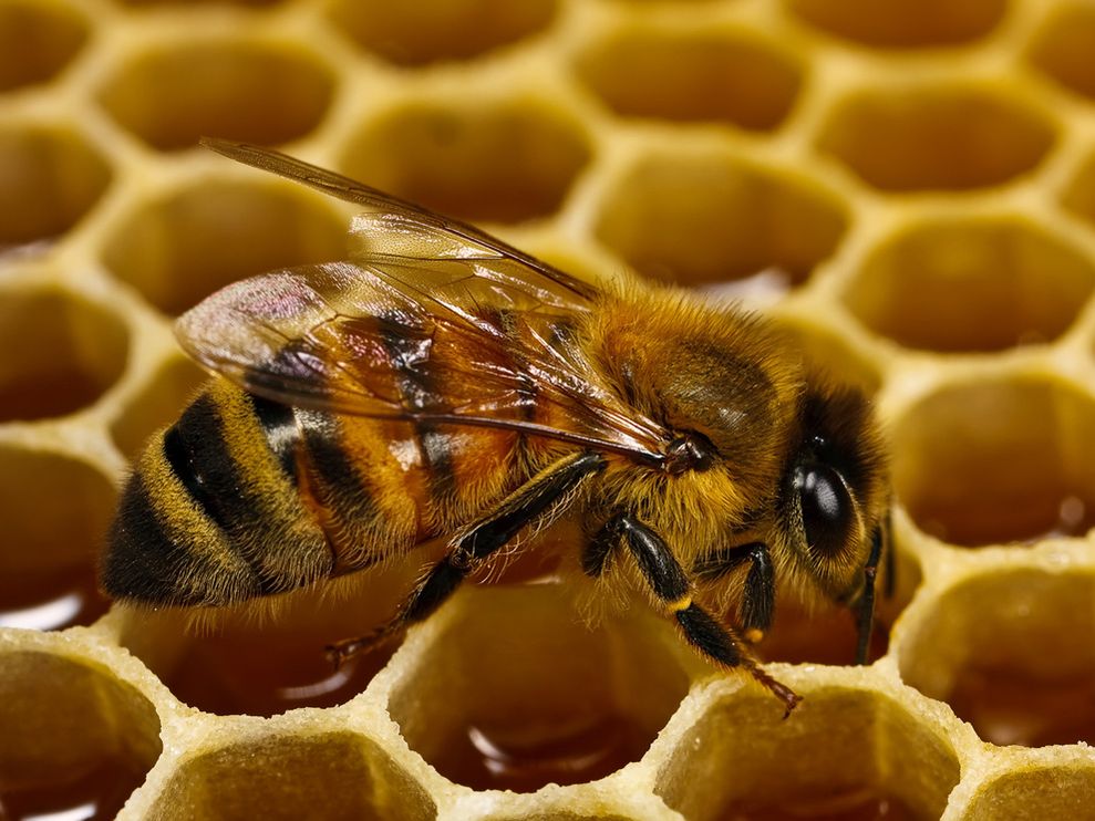 honeybee-honeycomb-macro_26201_990x742.jpg