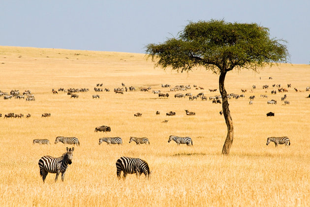 kenya-Maasai-mara.jpg