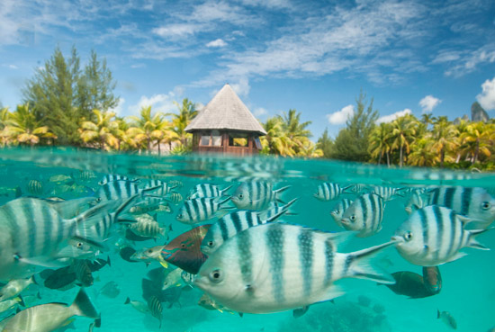 logoonarium-of-bora-bora.jpg