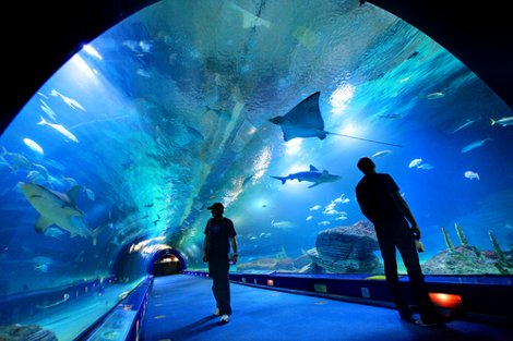 oceanarium-4.jpg