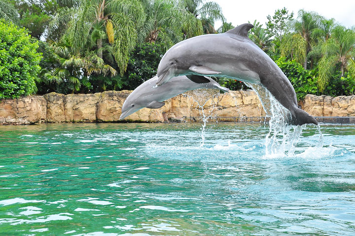 swimming-with-dolphins-discovery-cove-orlando-florida-531.jpg