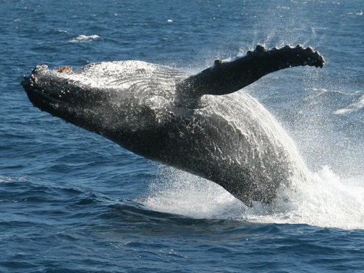 whale_watching_tours_cairns.jpg