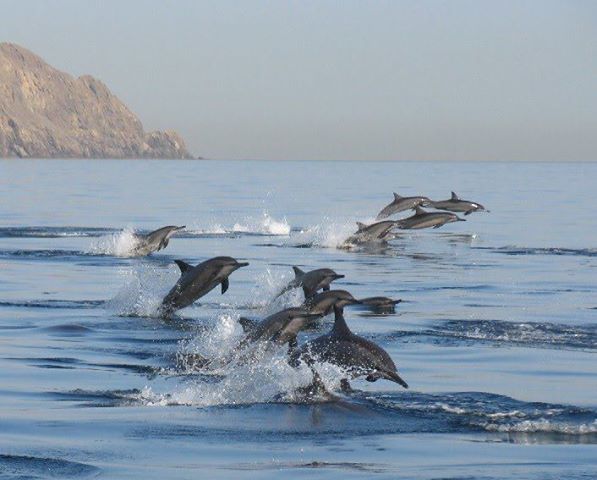 Dolphin Watching(Duration:3½ Hours) (0730hrs–1100hrs Includes transfers)