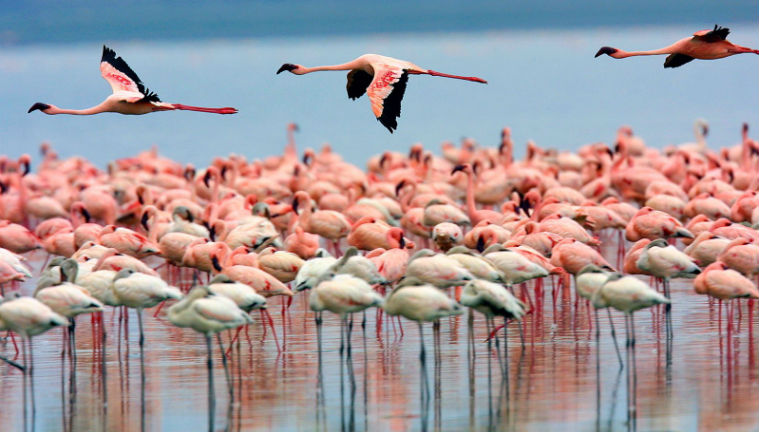 Great Rift Valley and Lake Nakuru National Park