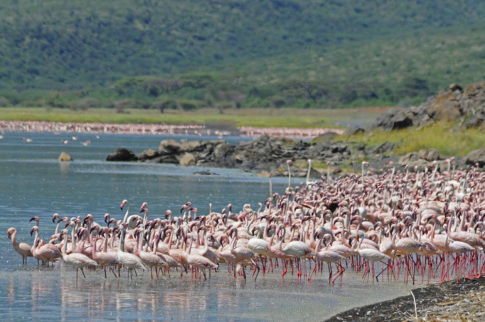 Amboseli–Lake Naivasha 