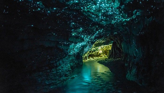 Coromandel-Waitomo Glow Worm Caves-Rotorua 