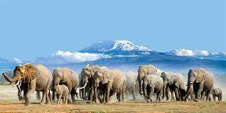 Amboseli National Park