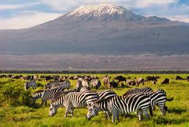 Nairobi-Amboseli National Park