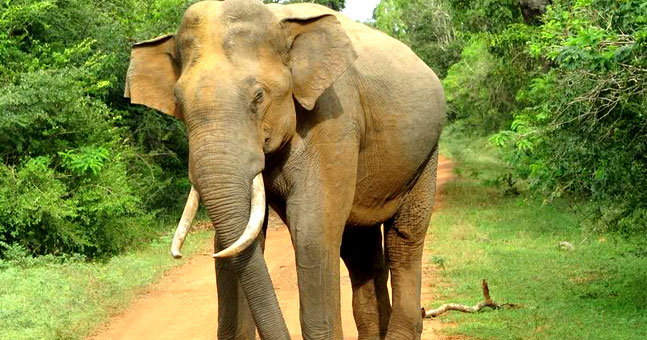 Yala National Park 